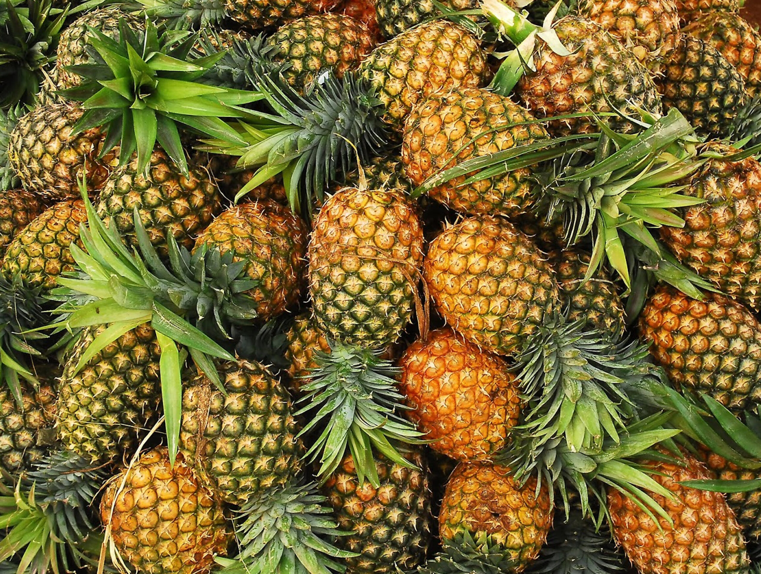 株式会社パインが主役 事業内容イメージ画像