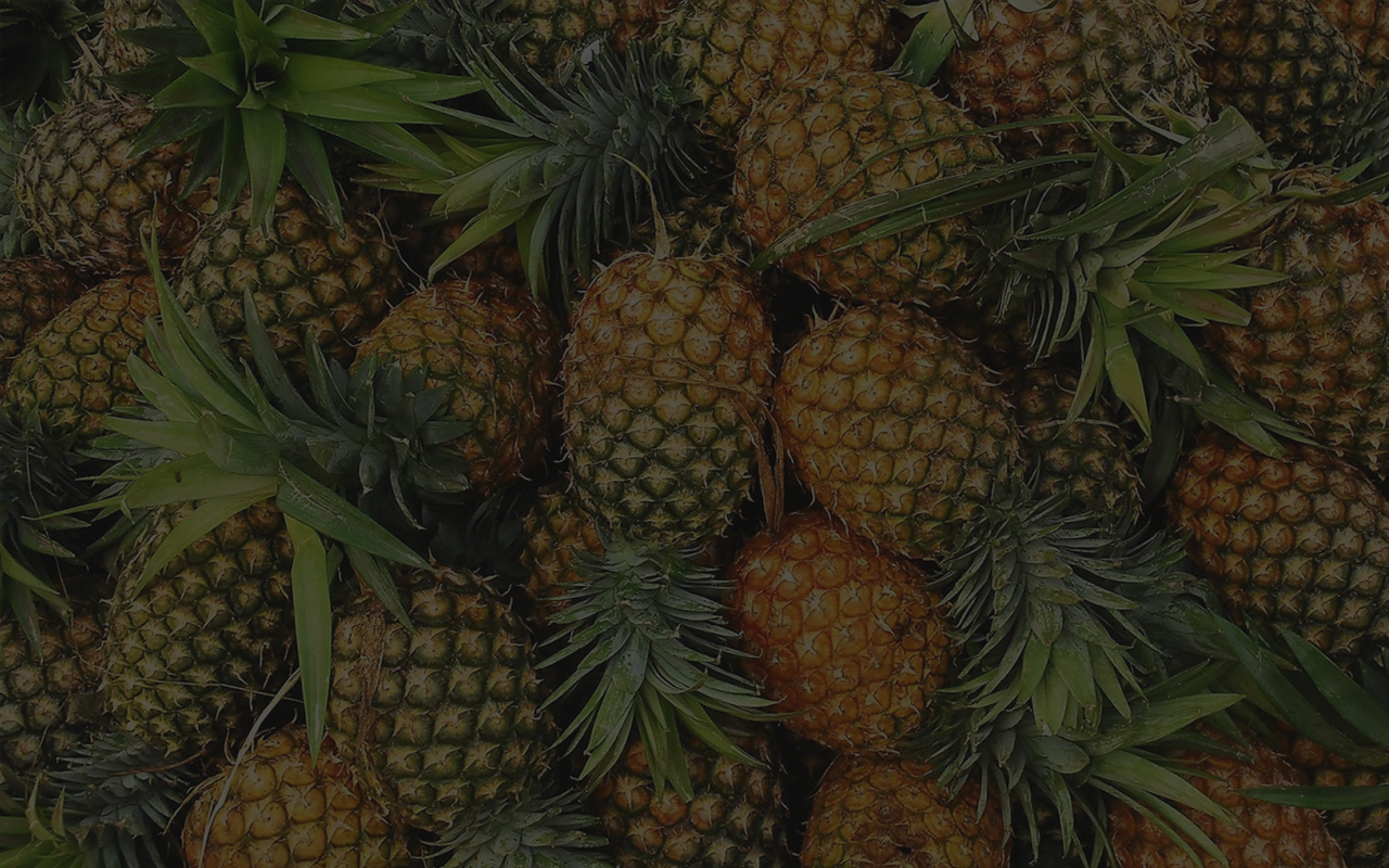 株式会社パインが主役 事業内容イメージ画像