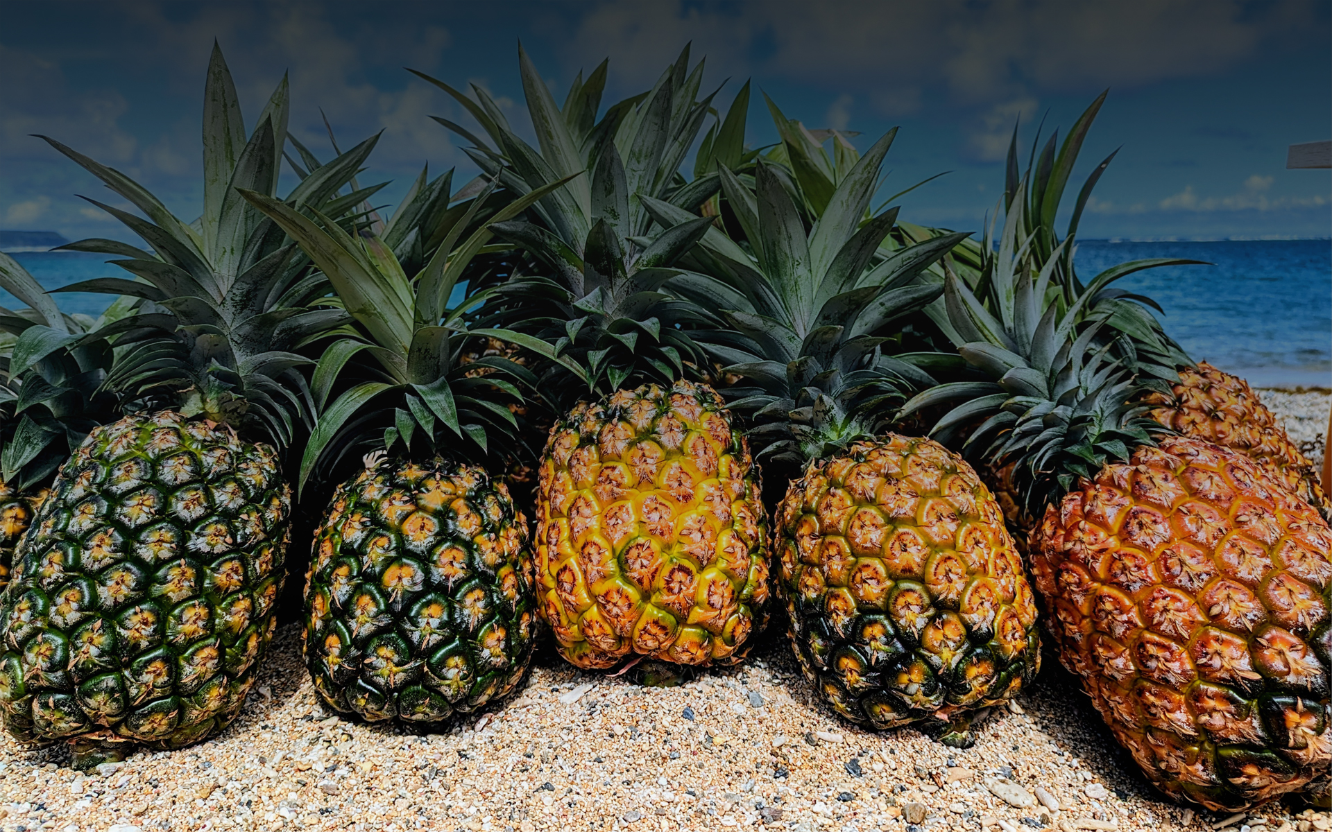 株式会社パインが主役 事業内容イメージ画像